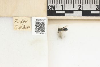 Media type: image;   Entomology 790681 Aspect: Labels